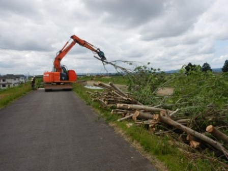 樹林伐採の様子