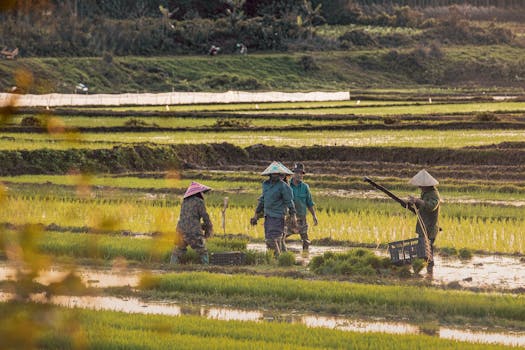 Group of farmers wearing traditional hats tending rice paddies in Asia.